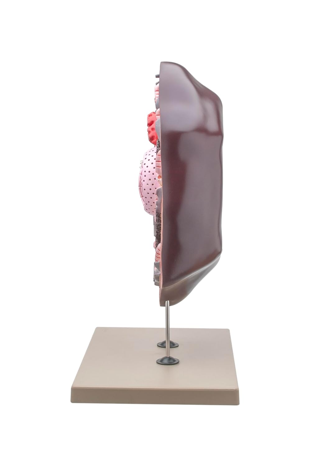 Eisco Labs Animal Cell Model, Hand Painted
