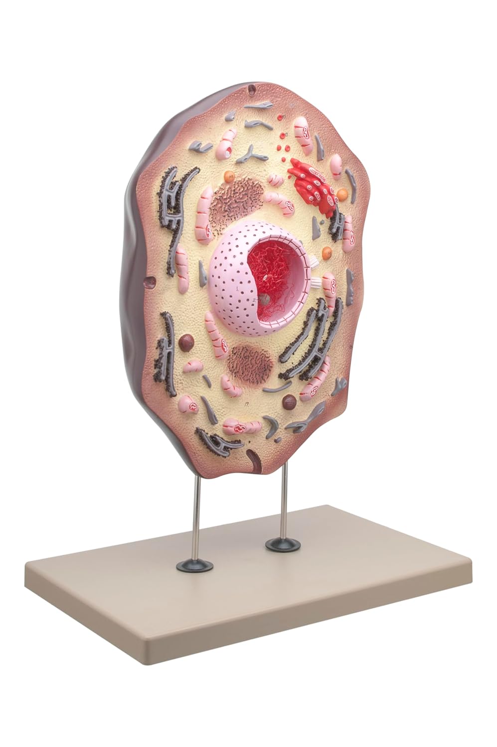 Eisco Labs Animal Cell Model, Hand Painted
