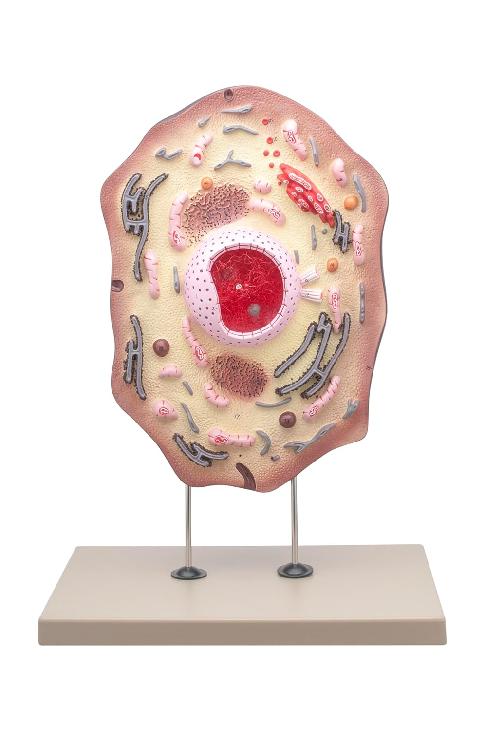 Eisco Labs Animal Cell Model, Hand Painted