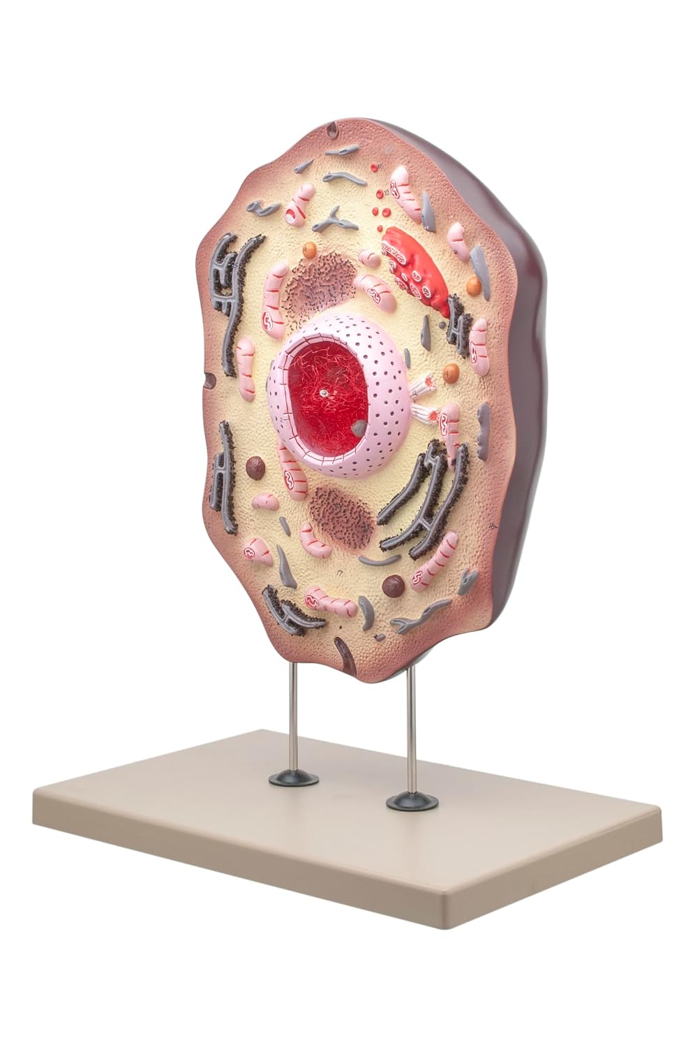 Eisco Labs Animal Cell Model, Hand Painted